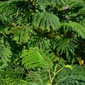 Paraserianthes lophantha = Albizia lophantha